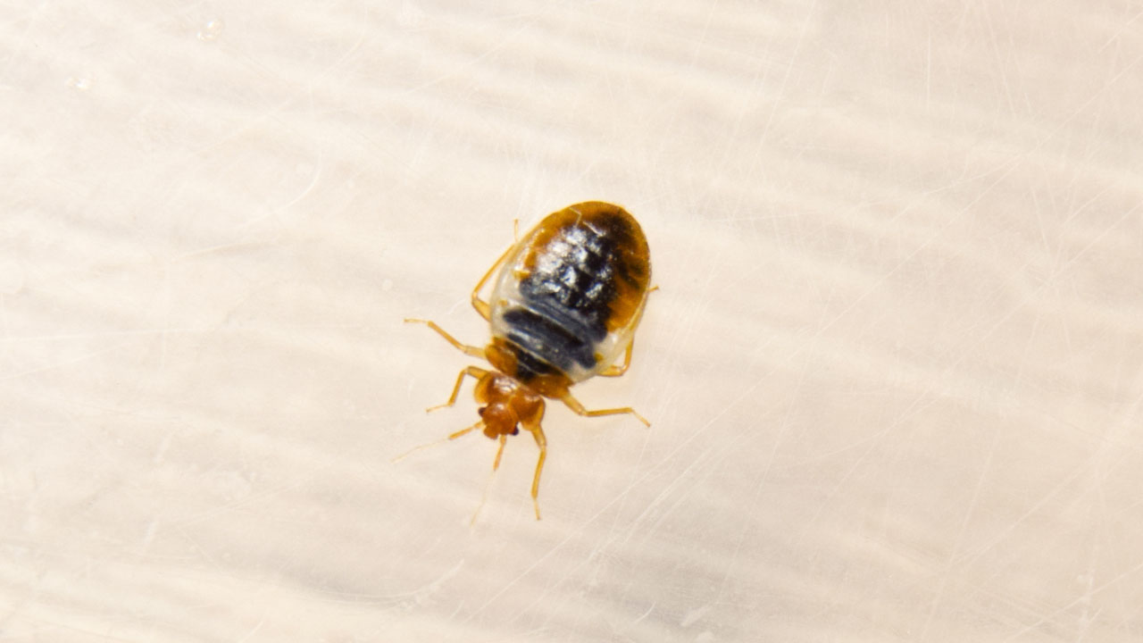 can bed bugs live in a plastic mattress