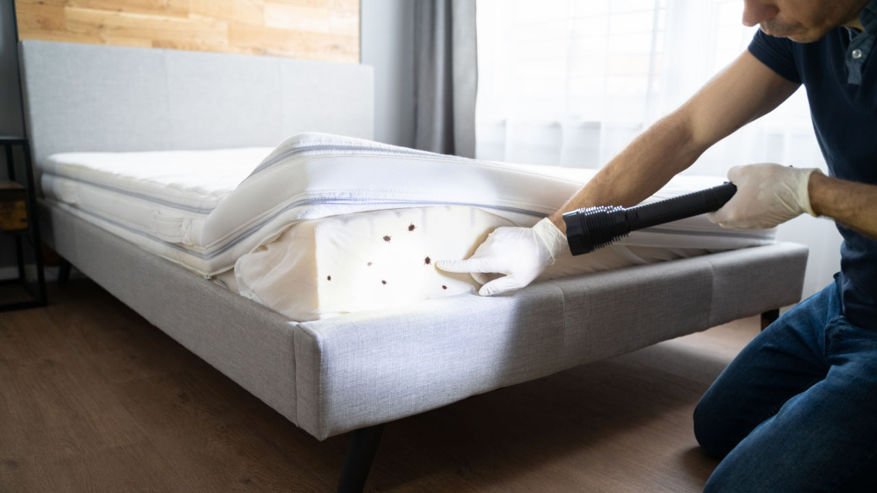 putting mattress in sun kill bed bugs
