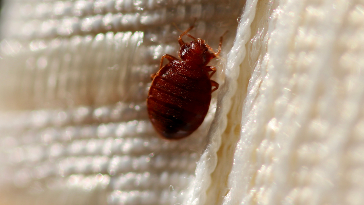 What do Bed Bugs Look Like on a Bed