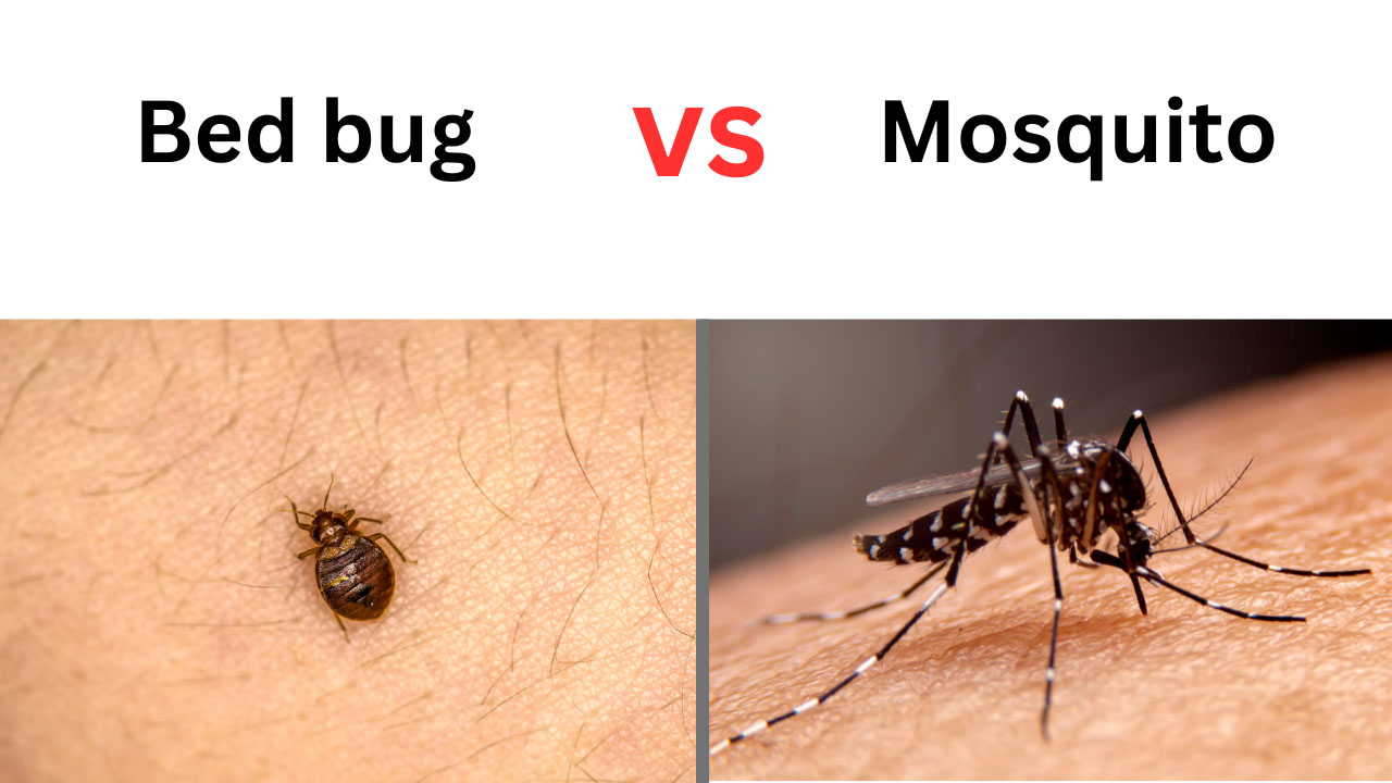 Bed Bug Bites vs Mosquito Bites: What's the Difference?